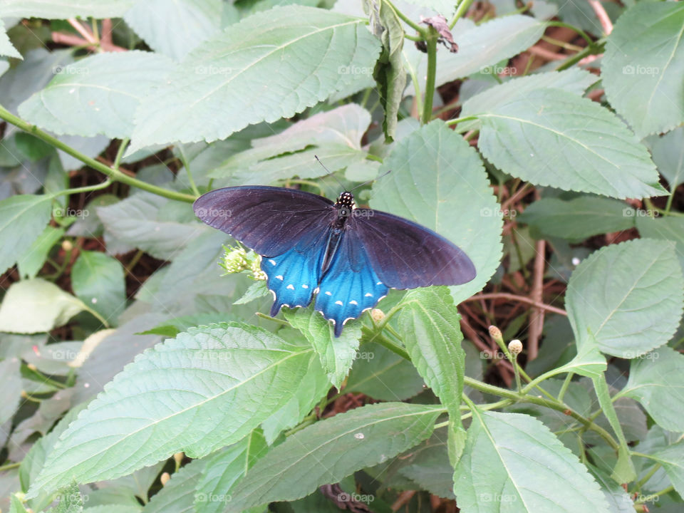 Blue butterfly