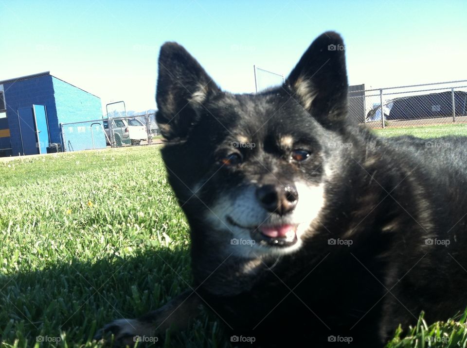 buddy. my 16 year old Chihuahua mix laying in the grass