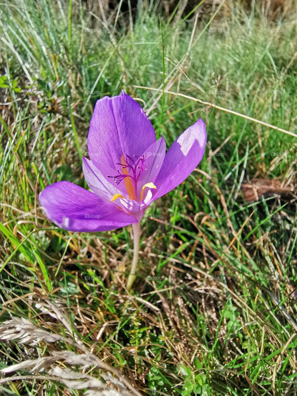 Purple flower, spring is here