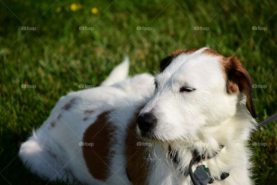 Cute dog squinting in summer sunlight 