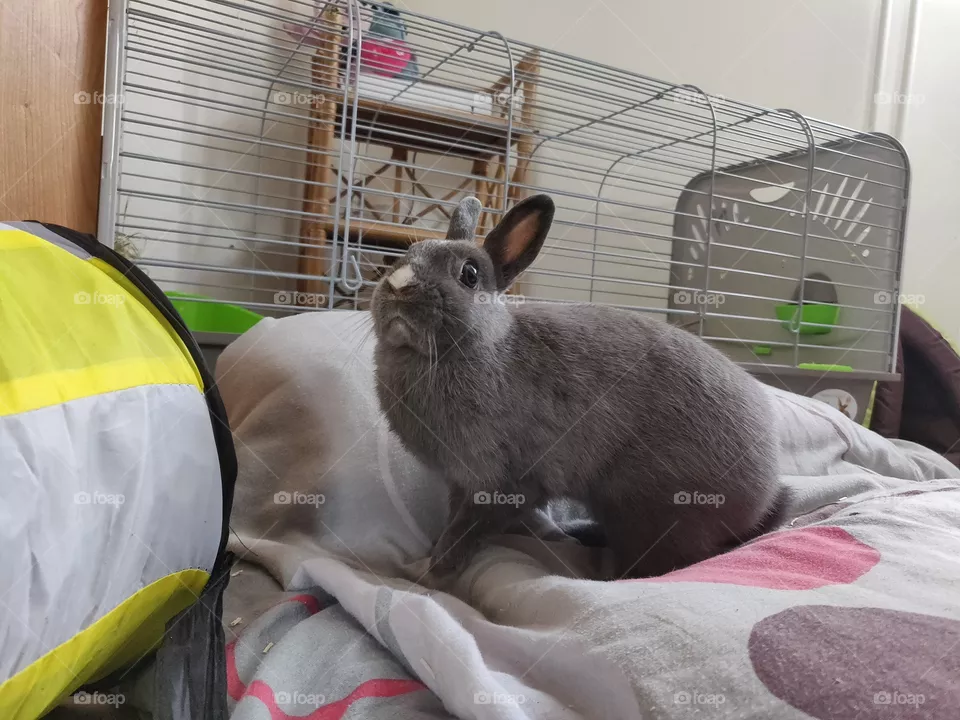 Rabbit