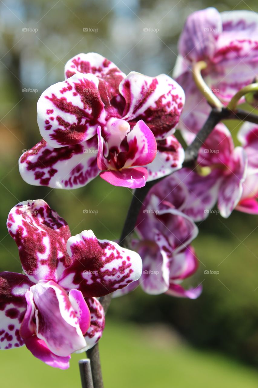 Orchid 