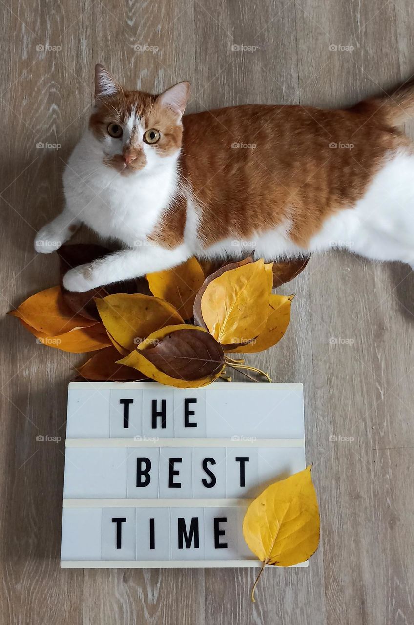 cat beautiful portrait and autumn leaves best time November