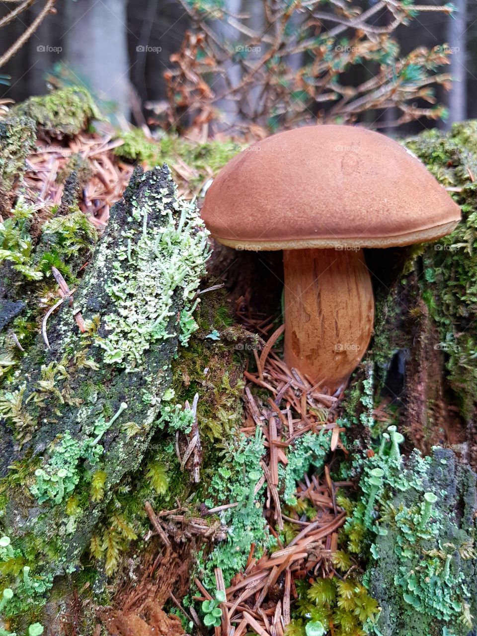 mushroom