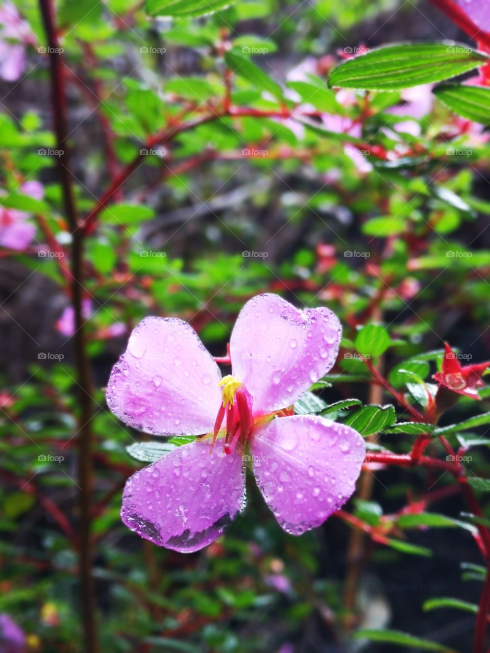 Costarican tropical wet flower