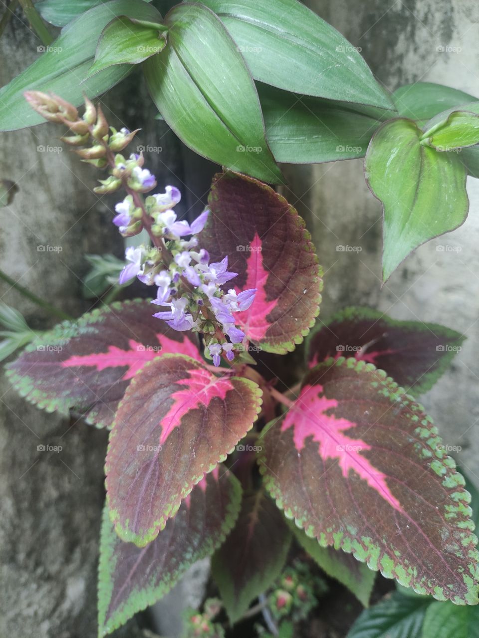 Coleus