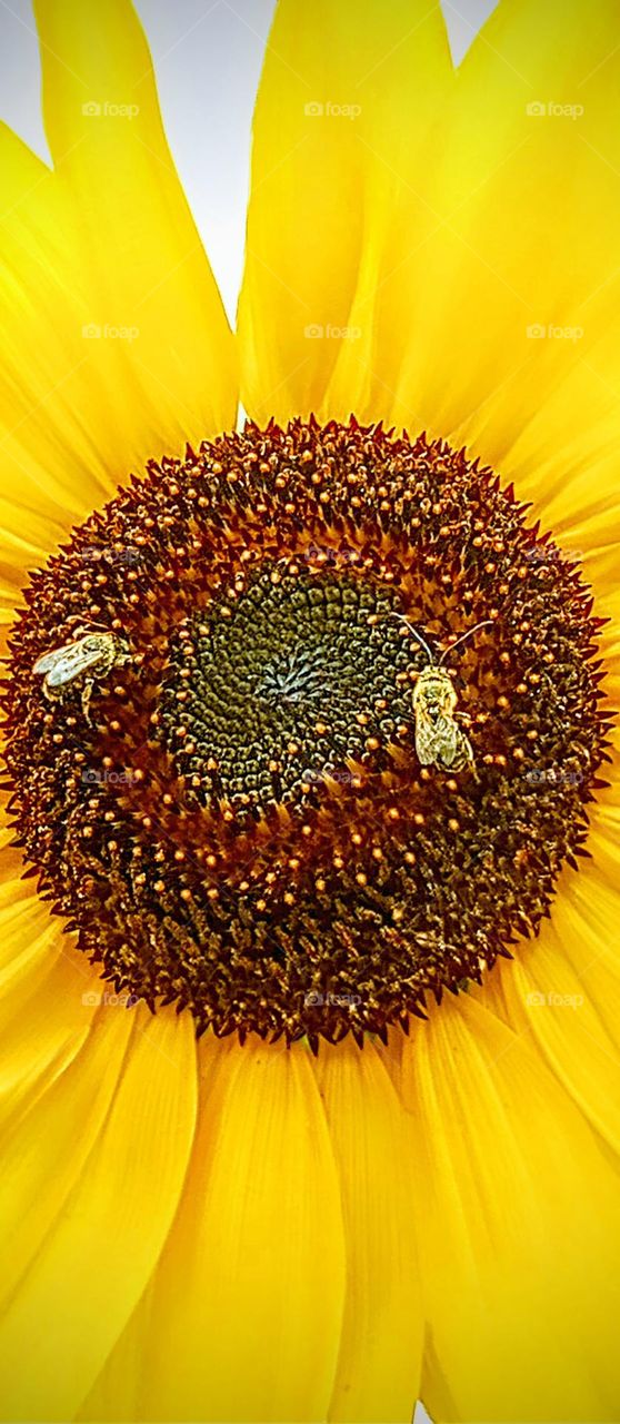 Two Bees on a Sunflower