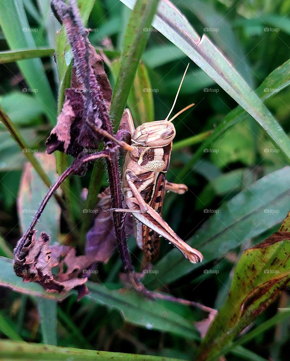 Brown Grasshopper, Bombay Locust on green leaf tree