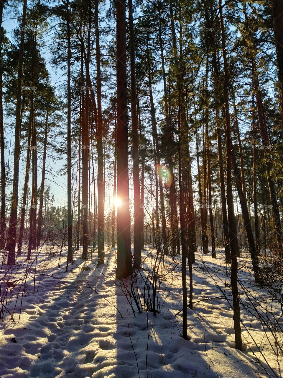Pine trees at sunset