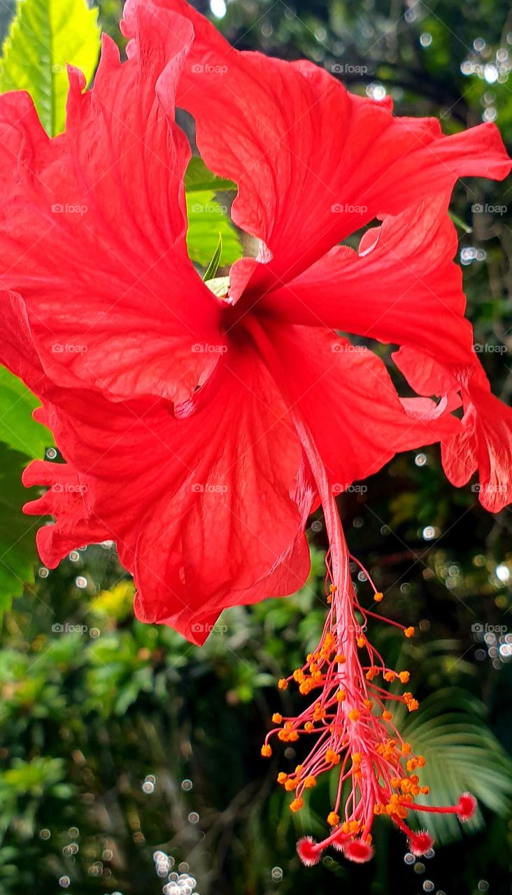 simple and beautiful red flower very delicate