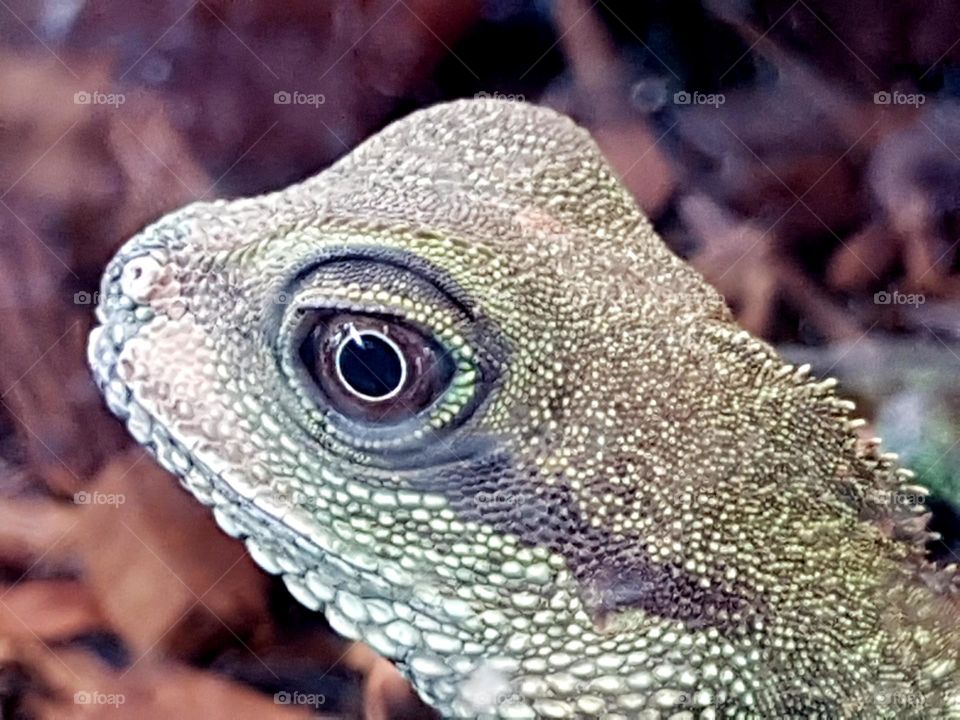 iguana