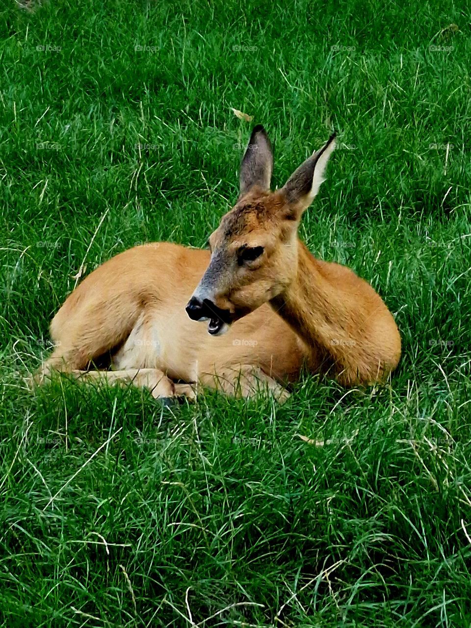 deer in nature