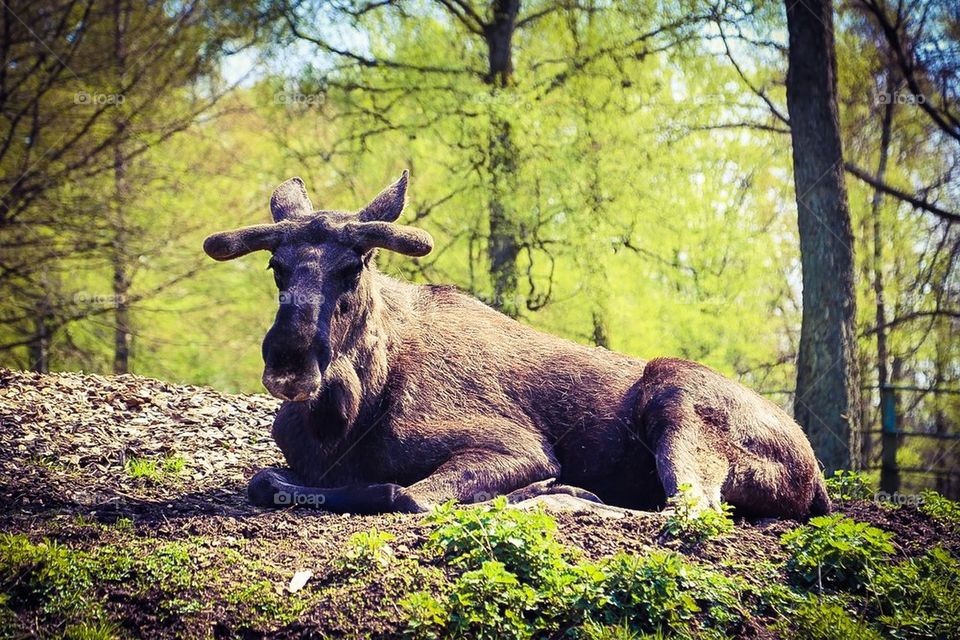 Moose in the sun. Moose