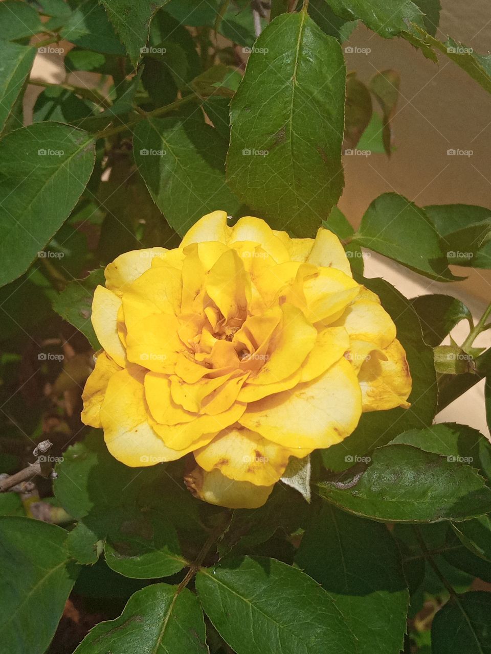 beautiful yellow rose flower 🌺🌻🌹🌷