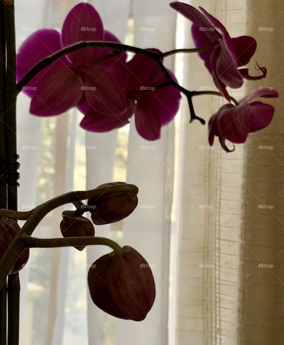 Orchid