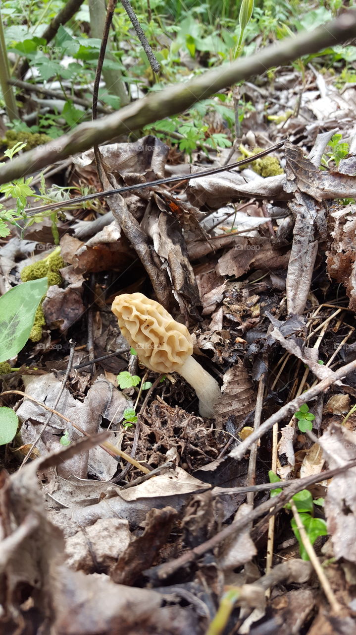 morel mushroom