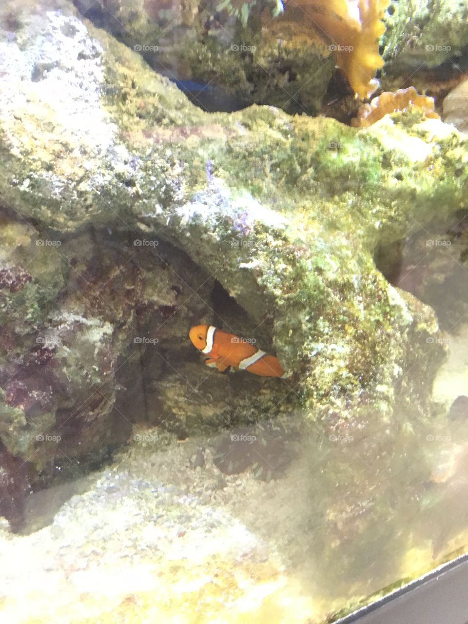Nemo fish in aquarium 