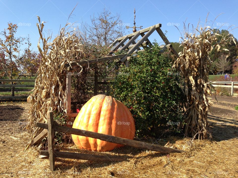 Pumpkin Scene