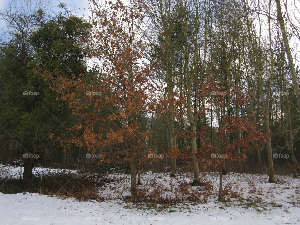 Winter, Wood, Tree, Snow, Nature