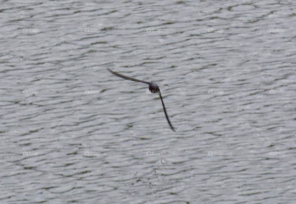 Swallows flight