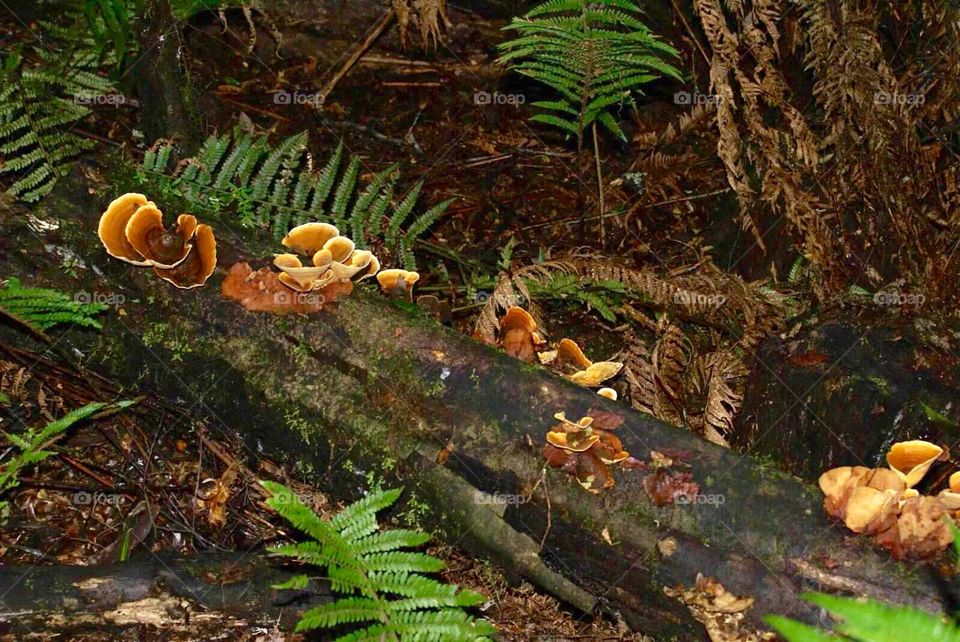 Forest mushrooms on a log