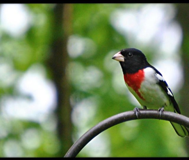 Gorgeous bird