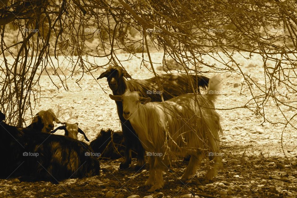 Goats of Oman