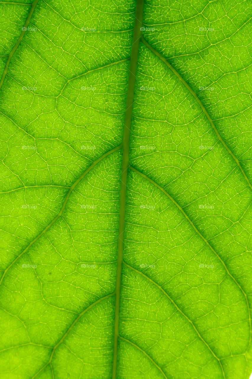 Green leaf texture 