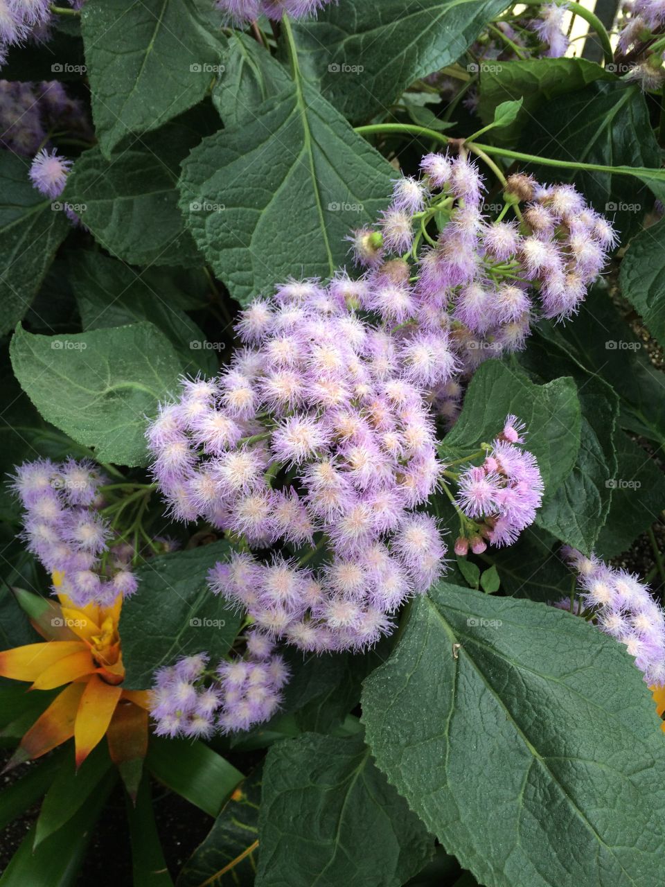 Fuzzy lavender flowers