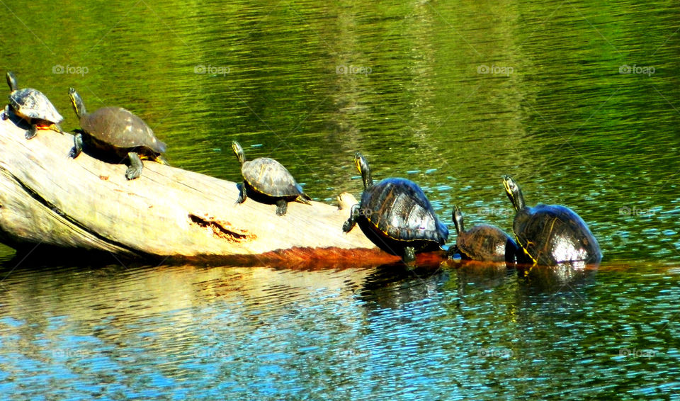 The turtles come marching on, one by one !