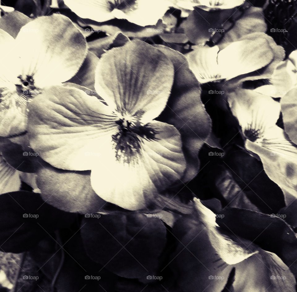 Flowers Black n White