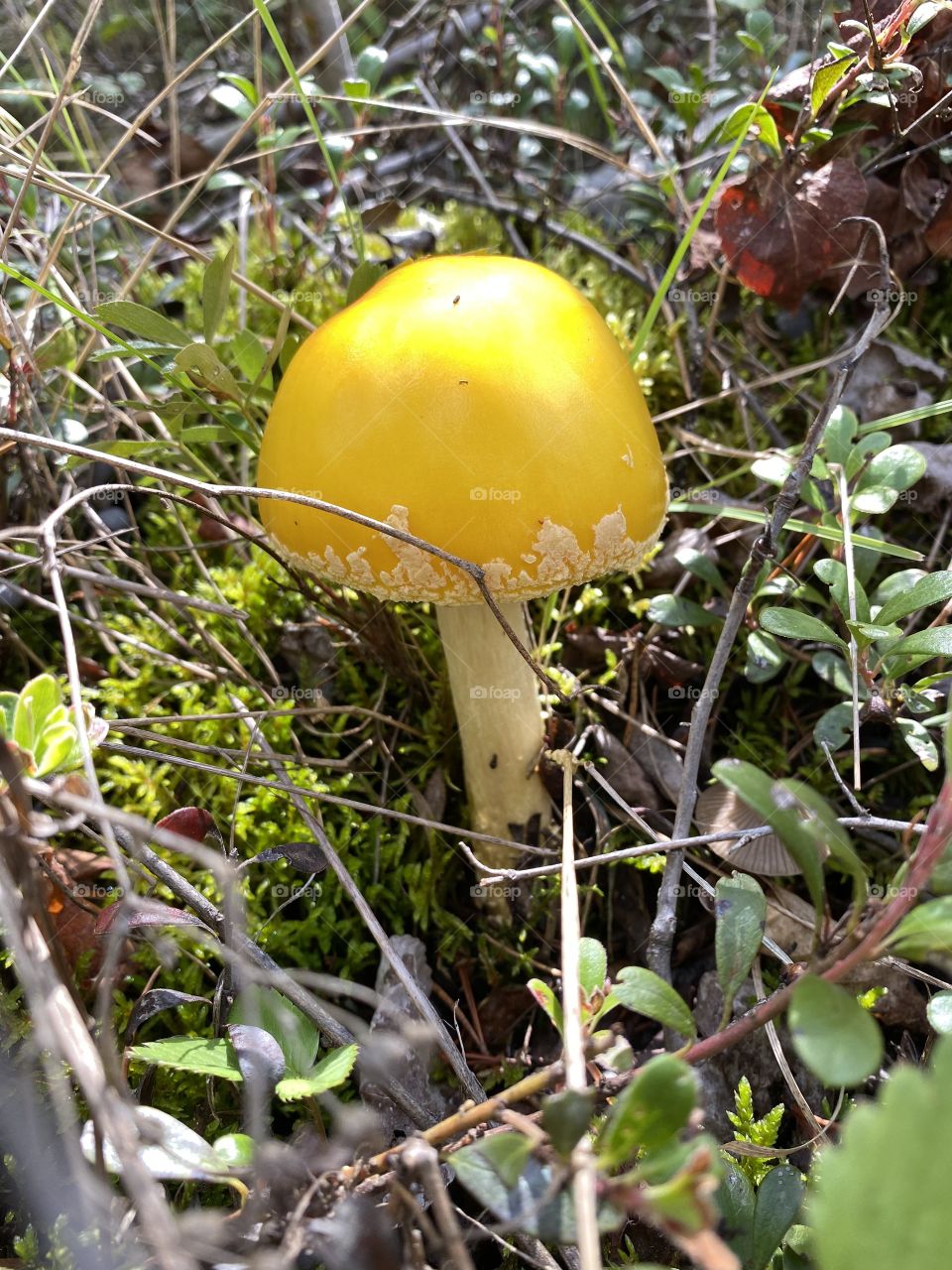 Mushroom 