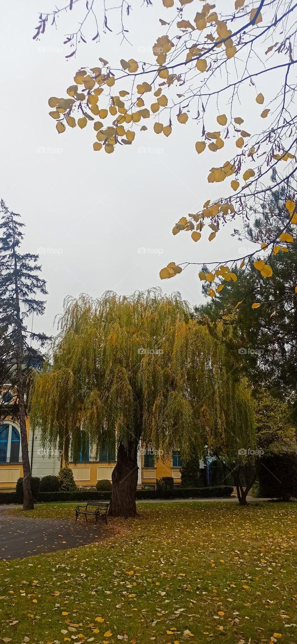 Weeping willow, Vidin.