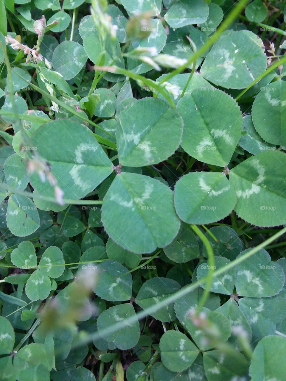 clovers