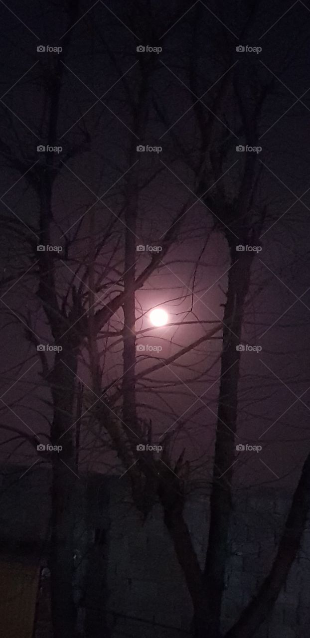 The bright moonlight in this dark night looks more fascinating watching it with the tall trees infront of it.