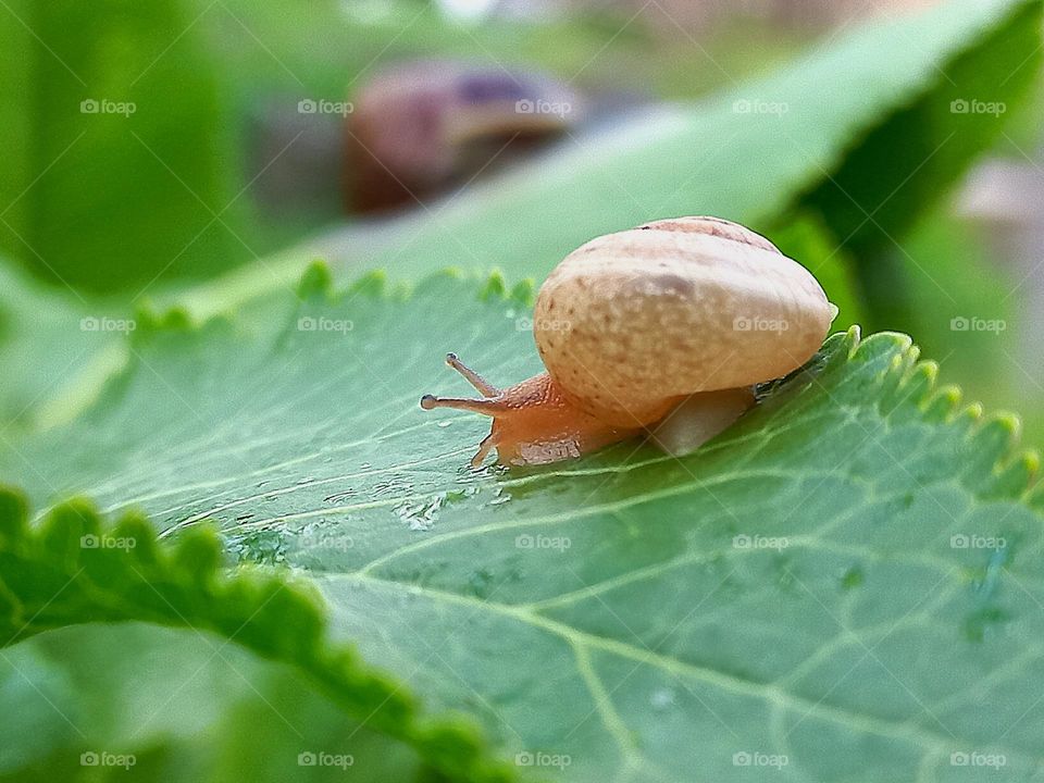 a small snail sitting on a green leaf.