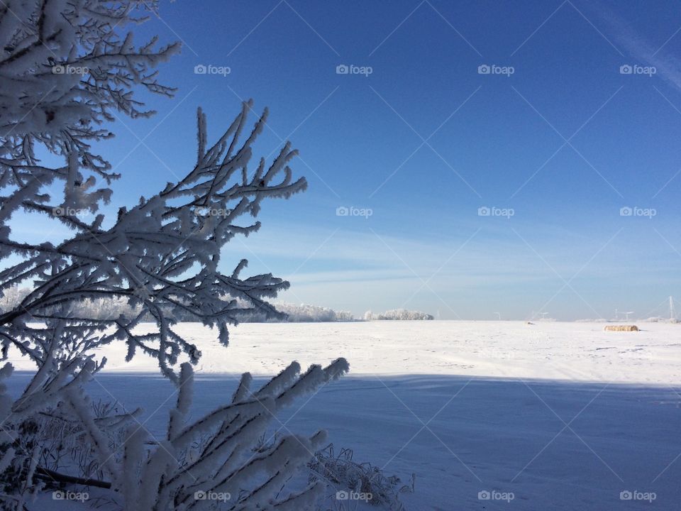 Hoar frost on a tree landscape 