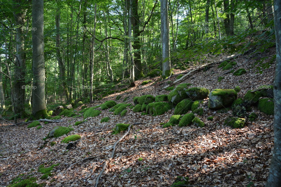 Forest in Sweden 
