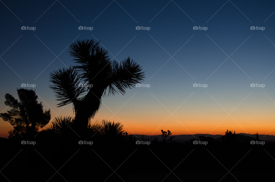 A silhouette of a Joshua Tree at sunset!