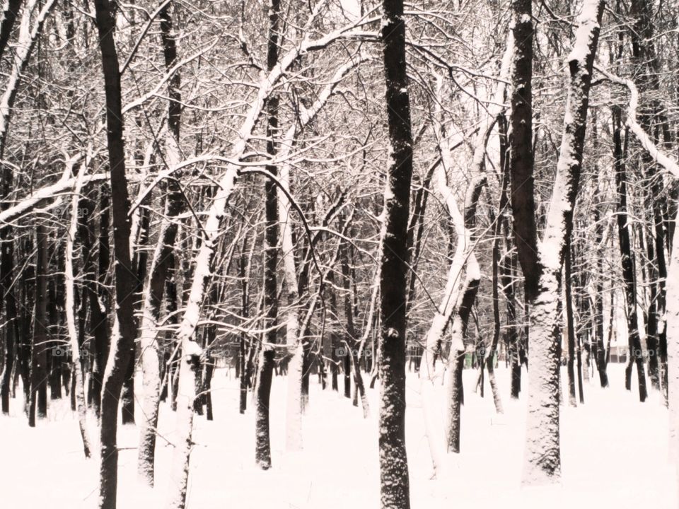 Wood, Snow, Winter, Tree, Landscape