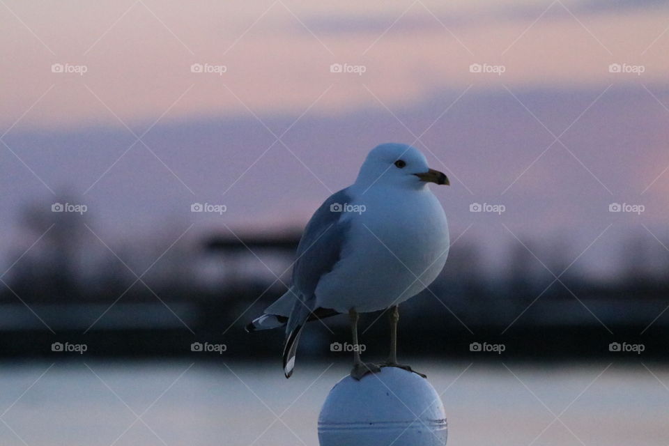 Serenity Seagull