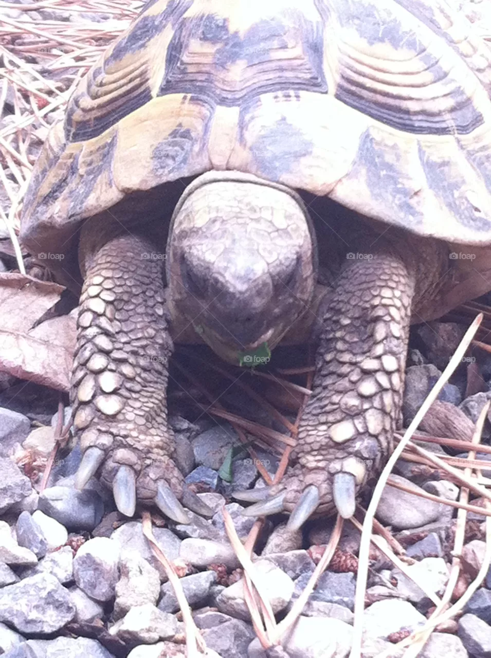 Tortoise