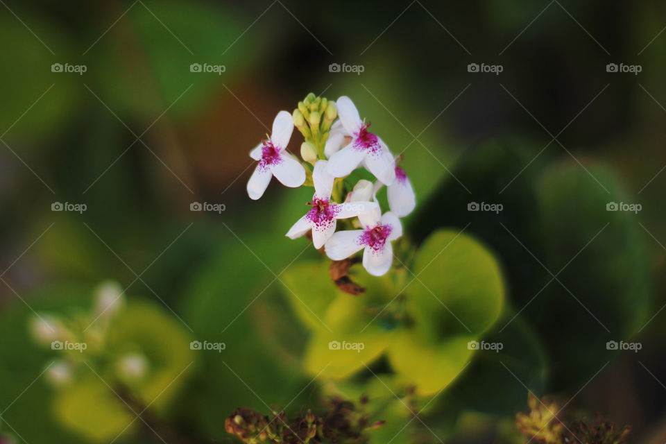 white and purple flower macro