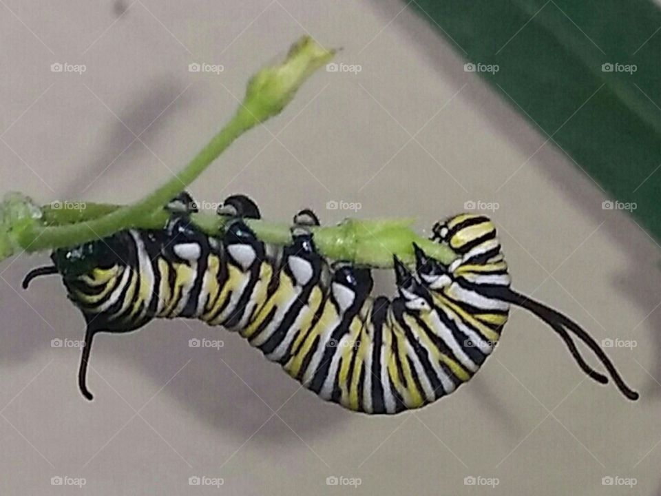 Monarch Caterpillar 2