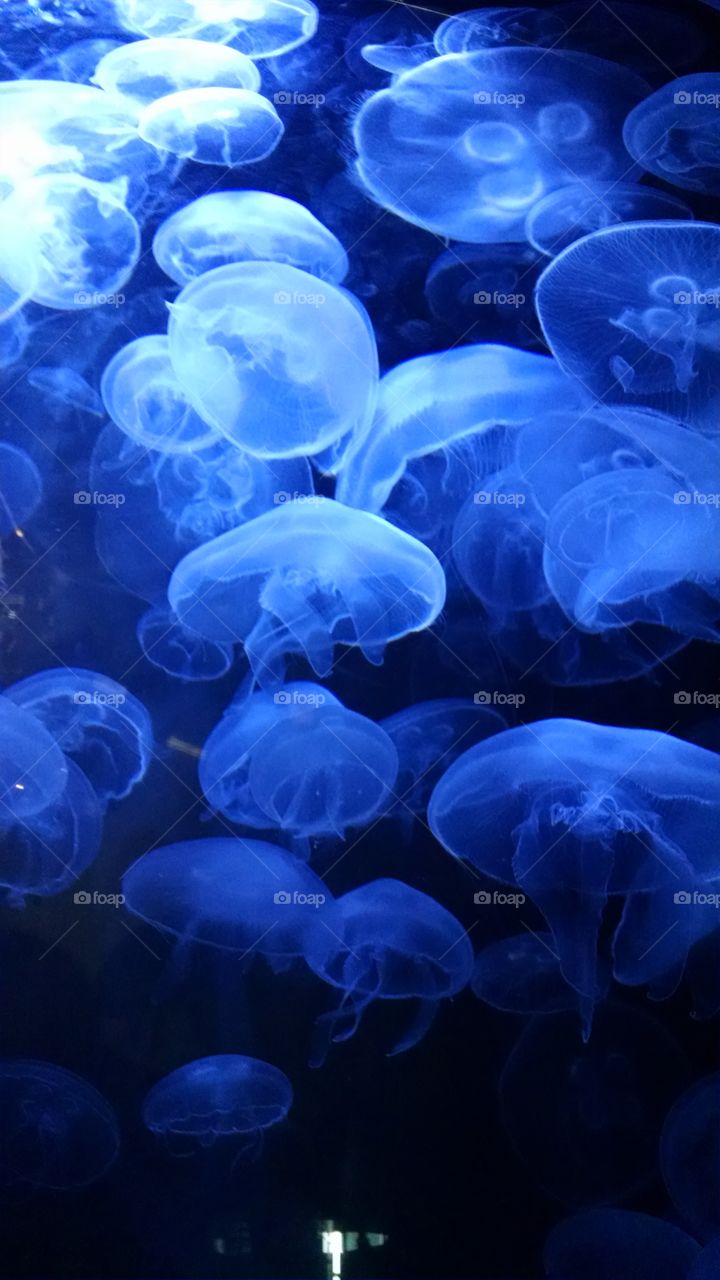 Jelly Fish Aquarium