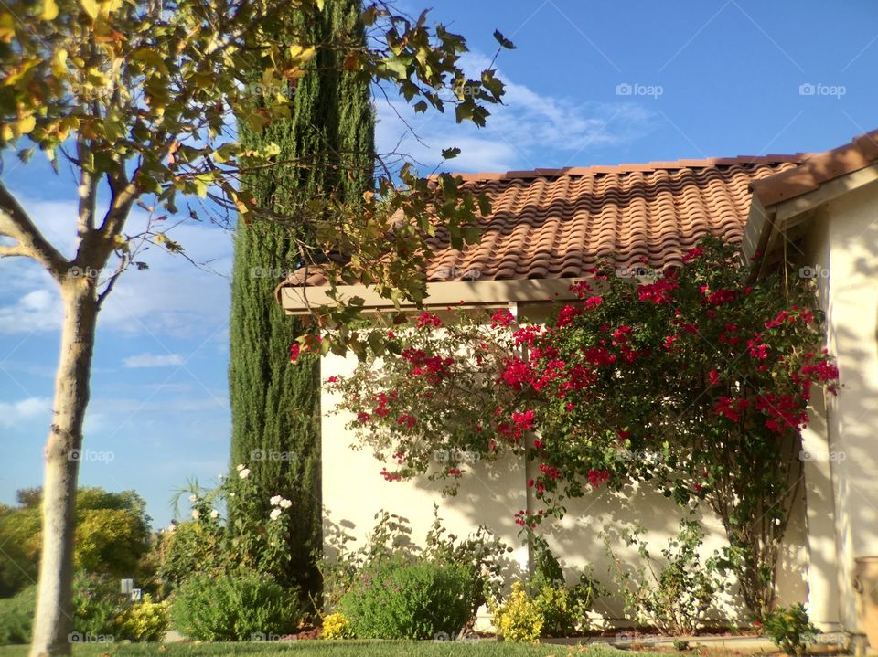 House and flowers 