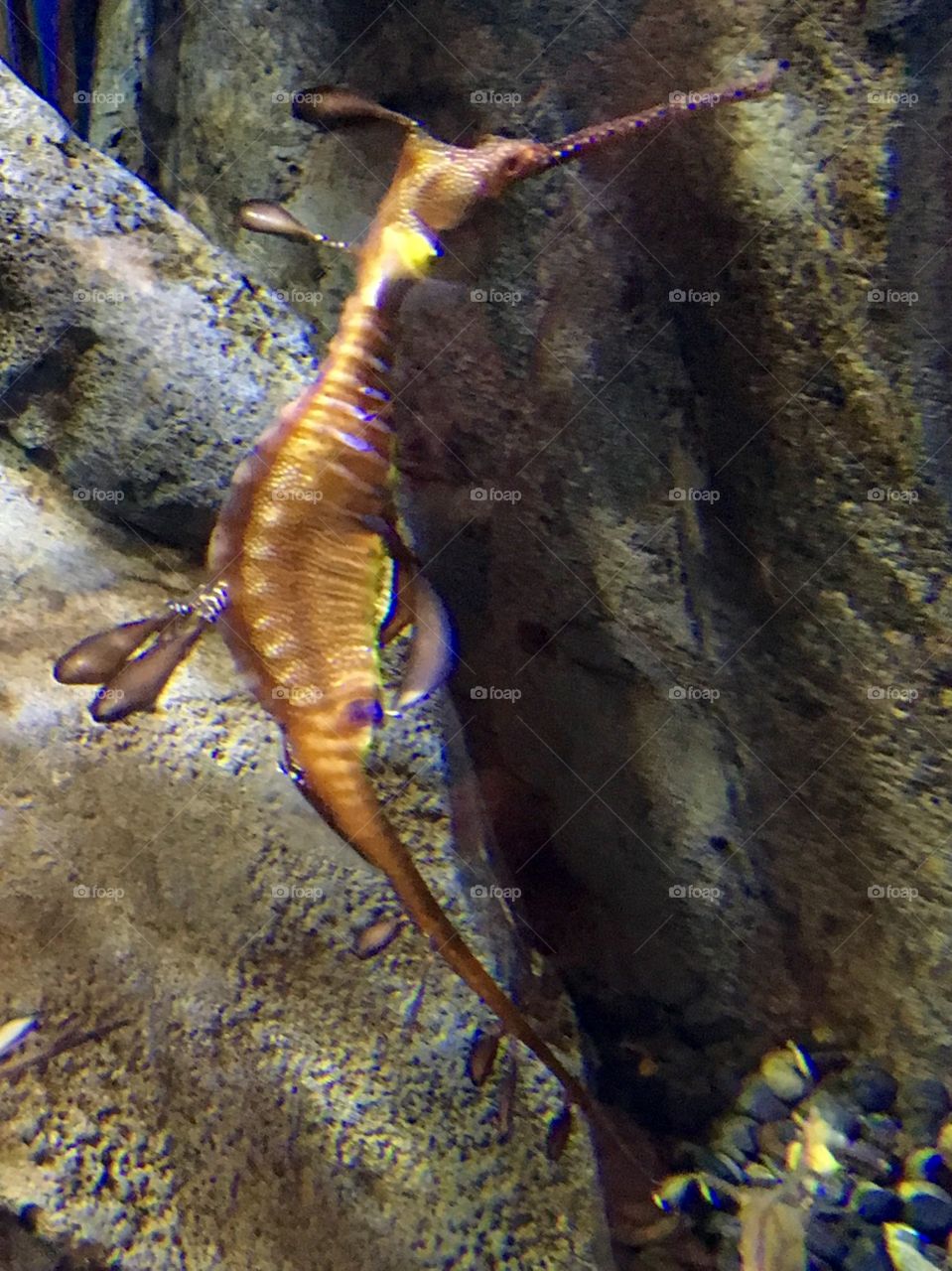 Sea Dragon