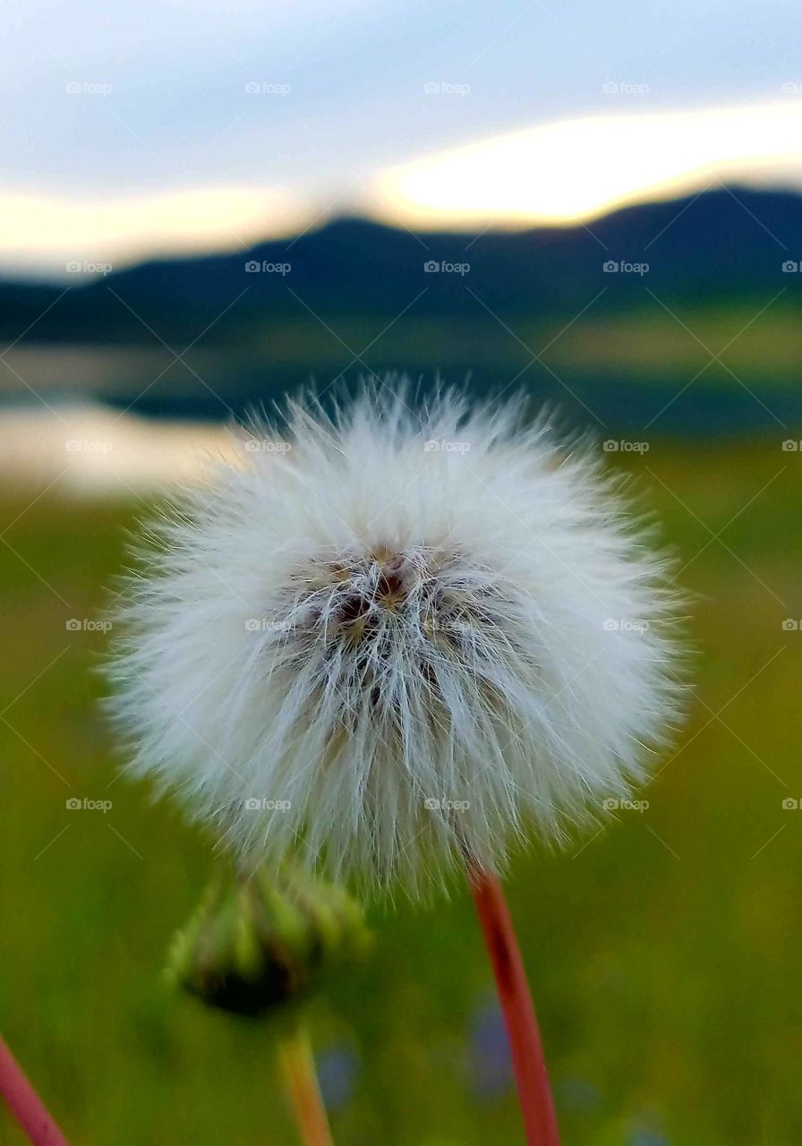 dandelion