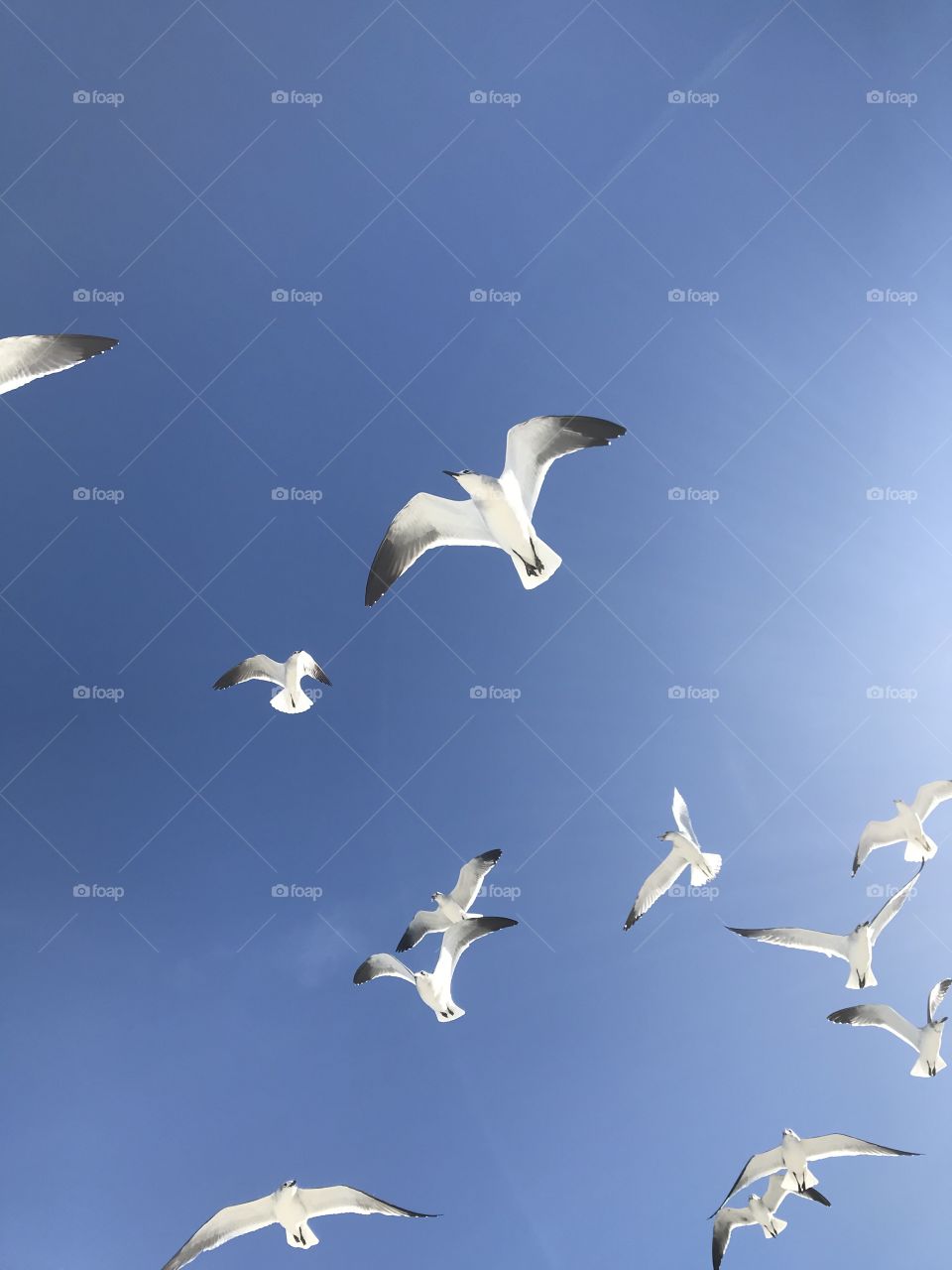 Seagulls, Bird, Flight, Nature, Sky