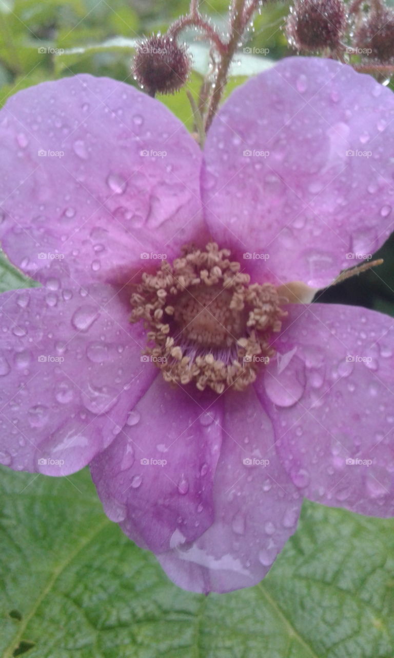 wet flower close up